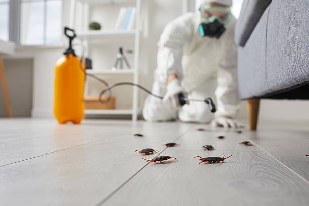 Post-Treatment Bed Bug Interceptor Monitoring in Coldwater